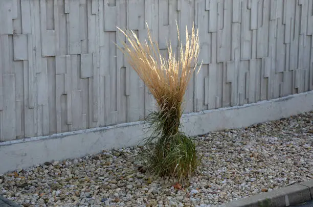 acutiflora, gracillimus, calamagrostis, carl, foerster, miscanthus, mulching, ornamental grasses tied together in a sheaf. protection against snow and rain, which harms ornamental garden grasses. tied with string together boils a fountain of dry yellow flowers in the sun shine, sinensis