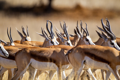 Springbuck congregándose alrededor de un pozo de agua en el desierto de Kalahari, Sudáfrica photo