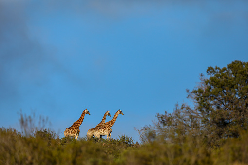 Three giraffes standing close together with blue skies behing them