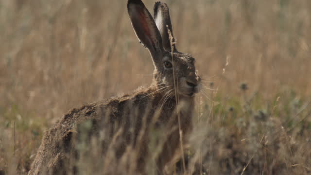 European hare (Lepus europaeus), also known as the brown hare, Russia