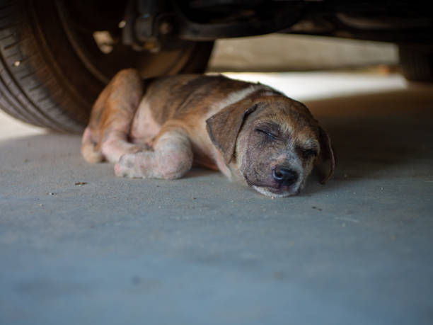 istock Little spotted dog sleeps under the car. 1350783352