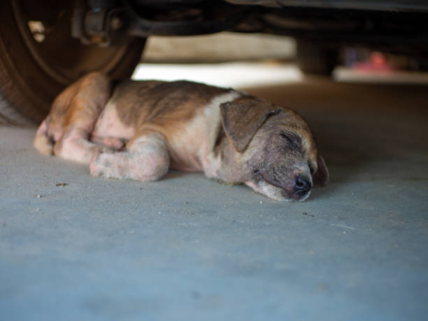 istock Little spotted dog sleeps under the car. 1350783353