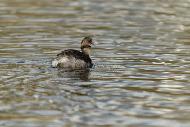 istock Black-necked grebe, Podiceps nigricollis 1350784559