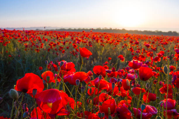 istock red poppy field at the morning 1350785665