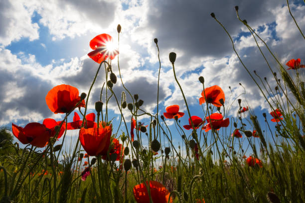istock red poppy in a rays of sun 1350785677