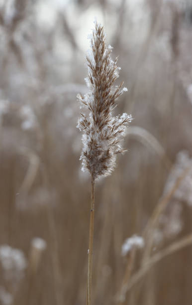 istock Common, dry reed in winter. 1350786799