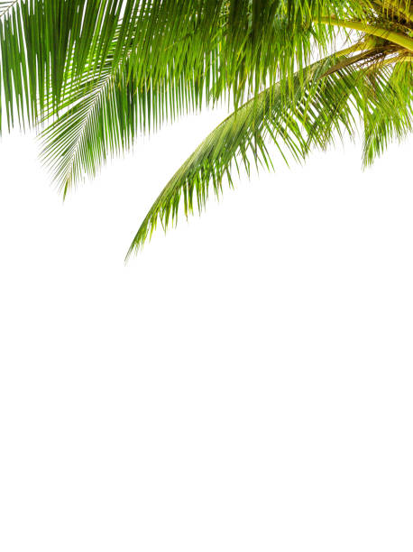 istock Green palm tree leaves white background isolated closeup, coconut palm leaf, palms branches, palm frond, tropical foliage decoration, exotic plant pattern, frame, border, design element, copy space 1350786879