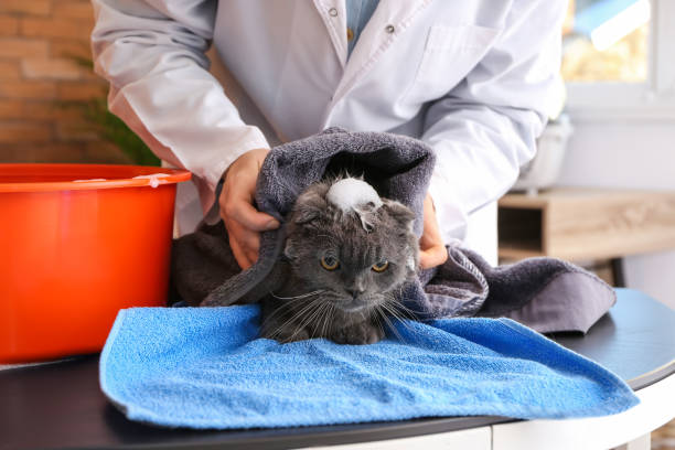 Female groomer wiping cat after washing in salon stock photo