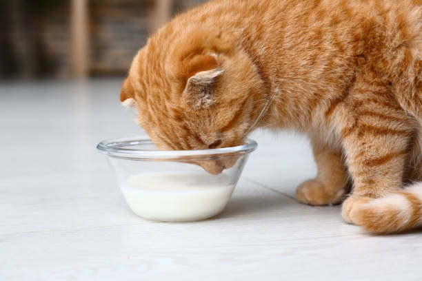 Cute Scottish fold cat drinking milk at home stock photo