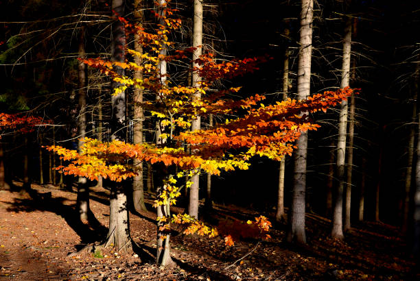 herbstlich färbender buchenwald. junger baum im unterholz von fichten. der sonnenstrahl drang in den wald ein und die buchenblätter leuchten. unterholz verträgt schatten - buche samen stock-fotos und bilder