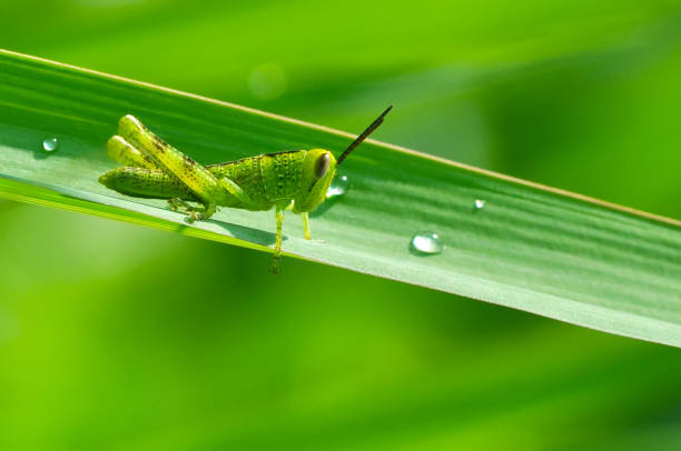istock green grasshopper on a green grass 1350788151