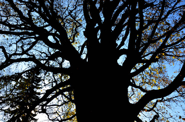 old trunk and silhouette of a huge maple tree in autumn. thicker trunk and older maple hard to find - tree isolated maple tree green imagens e fotografias de stock