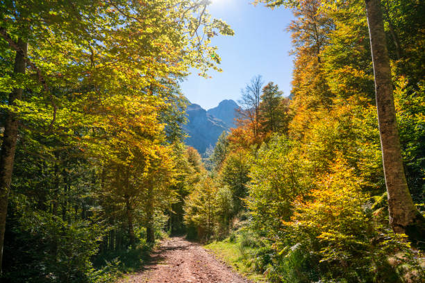Sansanet Sansannet beech forest in Autum in Pyrenees Aspe Valley Somport in France