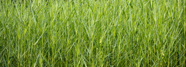 istock background of green grass field 1350788483