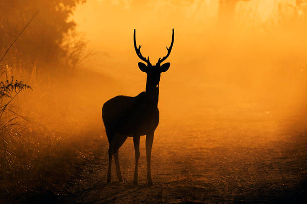 jeleń plamisty - deer season zdjęcia i obrazy z banku zdjęć