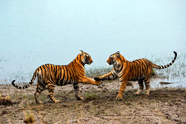 królewski tygrys bengalski - wild tiger zdjęcia i obrazy z banku zdjęć