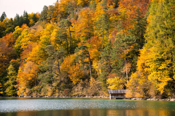 Alpine trees with yellow orange and red leaves in Autumn