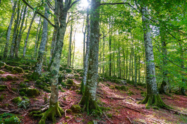 istock Selva de Irati in Navarra Pyrenees autumn beech forest 1350791907