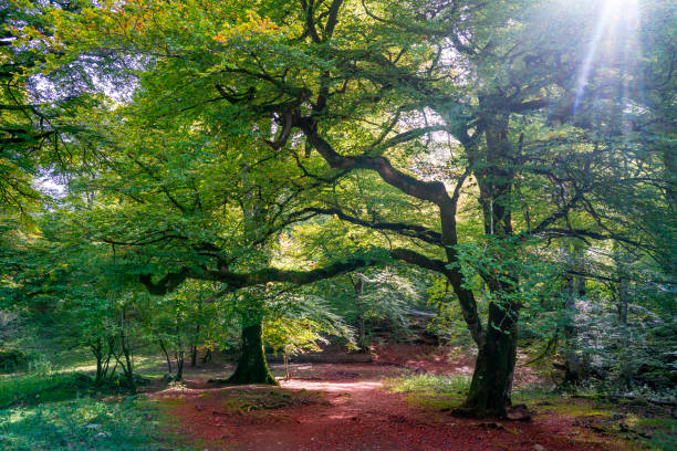 selva de irati in navarra pyrenäen herbst buchenwald - mystery forest ecosystem natural phenomenon stock-fotos und bilder