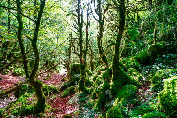 istock Selva de Irati in Navarra Pyrenees autumn beech forest 1350791984