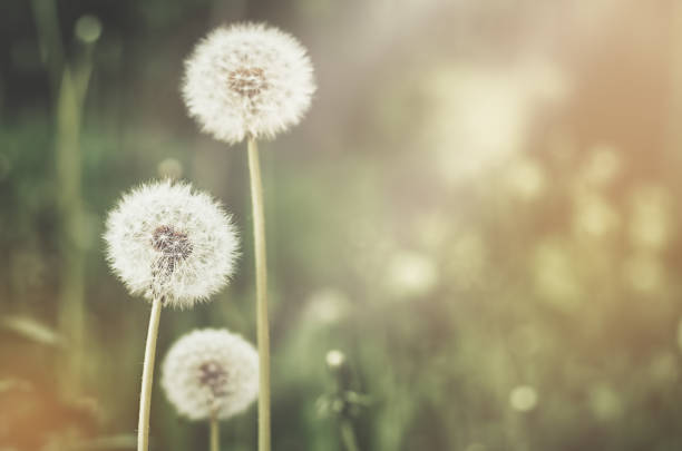 istock three dandelions on a green background with rays of the sun 1350791992