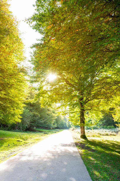 istock Selva de Irati in Navarra Pyrenees autumn beech forest 1350792340