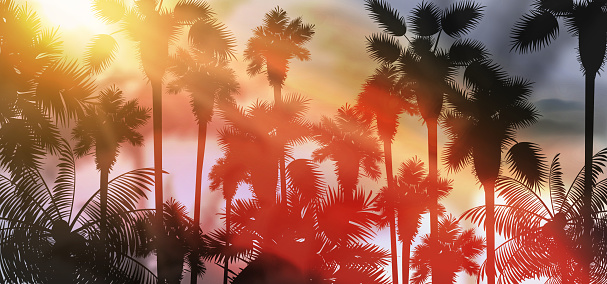 Sunset in tropics, under palm trees view