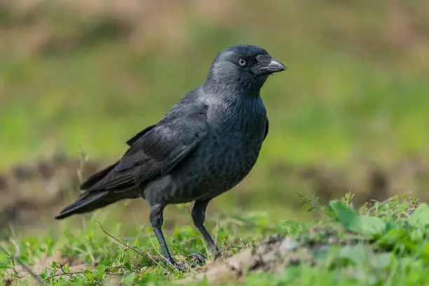 Western Jackdaw (Coloeus monedula) perched on grass