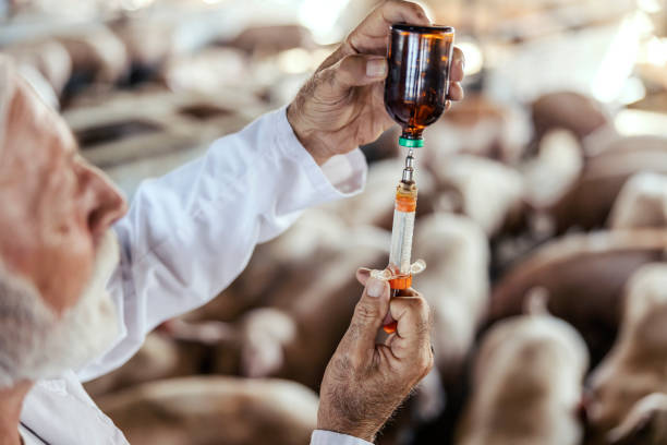 gros plan d’un vétérinaire principal préparant un remède pour un porc malade. focalisation sélective sur la seringue et le flacon avec cure. prévention de la grippe porcine et d’autres maladies. mains avec seringue et cure. - antibiotique photos et images de collection