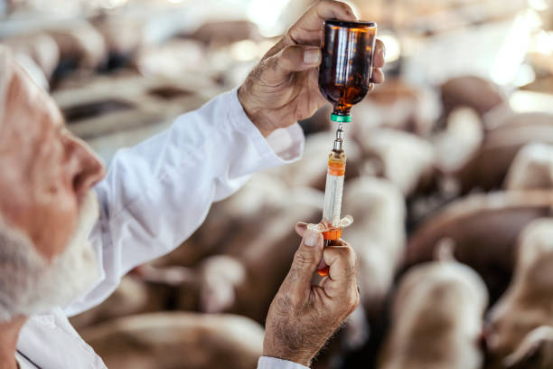 Close up of senior veterinarian preparing cure for ill pig. Selective focus on the syringe and the bottle with cure. Pig flu and other diseases prevention. Hands with syringe and cure. stock photo