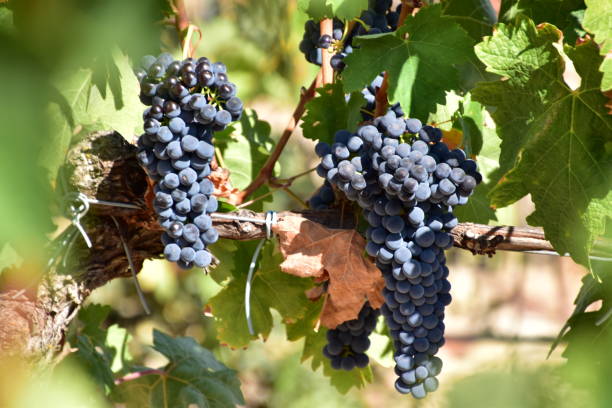 detail view of the grapes and vineyards of the rivera del duero region in valladolid, spain. - fruit freshness tree foods and drinks imagens e fotografias de stock