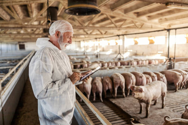 un veterinario anziano è in piedi accanto a un recinto per maiali e controlla i maiali. la salute è importante per la produzione di carne. un veterinario che usa una compressa in un allevamento di maiali. - swine flu immagine foto e immagini stock