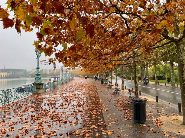 осенние листья во франции. - fallen leaf lake paris france france europe стоковые фото и изображения