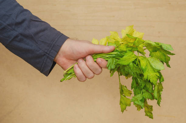 A man is holding a withering celery in his hand. A bundle of green and yellowed plant stalks with leaves. Close-up. Indoors. Selective focus.