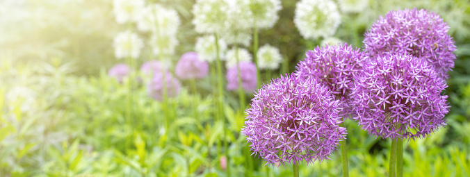 close-up photo of pink flowers