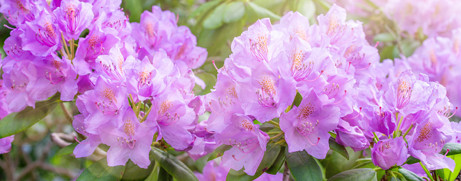 photo of purple rhododendron flowers in summer