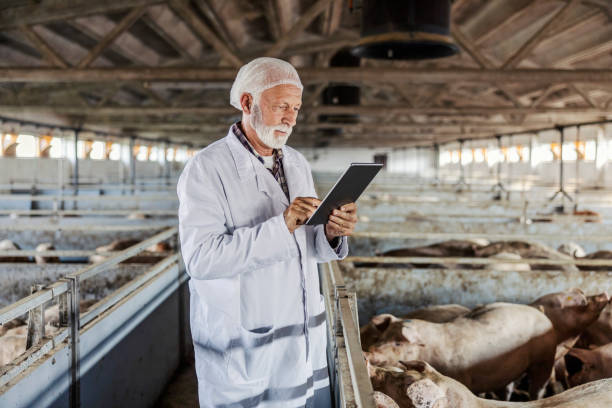 istock Serious senior veterinarian standing in a barn and checking on pigs while using a tablet. Technology in veterinary Medicine. A veterinarian using a tablet in the stable. 1350797668