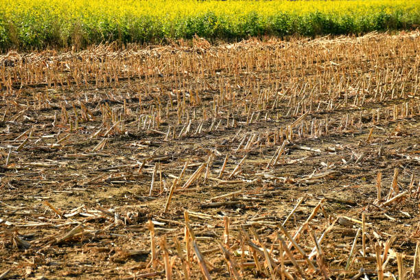 istock stubble field with mustard cultivation in the background 1350797902