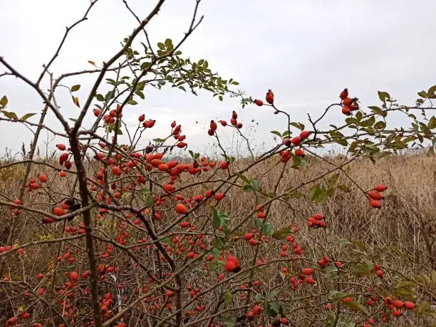 Natural rosehip fruit plant at Istanbul turkey