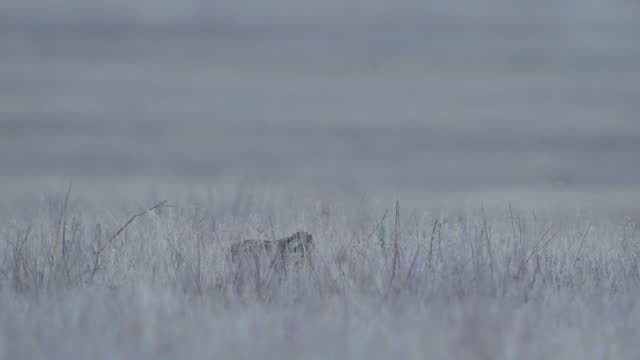 European hare (Lepus europaeus), also known as the brown hare, Russia