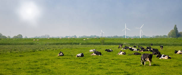 istock cows in the field - landscape 1350801784
