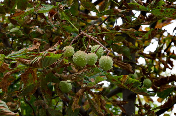 castaño de indias o árbol de aesculus hippocastanum con hojas y frutos durante el otoño - barb horse fotografías e imágenes de stock