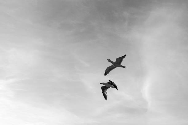 istock flock of birds 1350801938