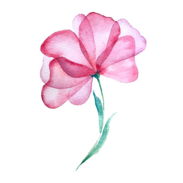 istock Watercolor flower pion. Rose peony
on the white background. 1350802631