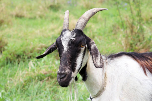 istock Goat portrait on nature background 1350804242