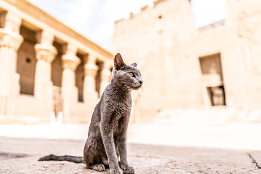 A selective focus shot of a gray cat looking into the distance in the pyramids of Egypt. Egypt Cat at pyramid Giza