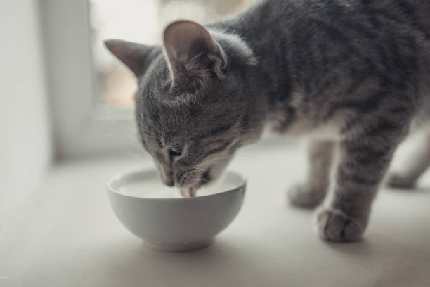 istock Tabby cat eating canned cat food from white ceramic plate placed 1350805795