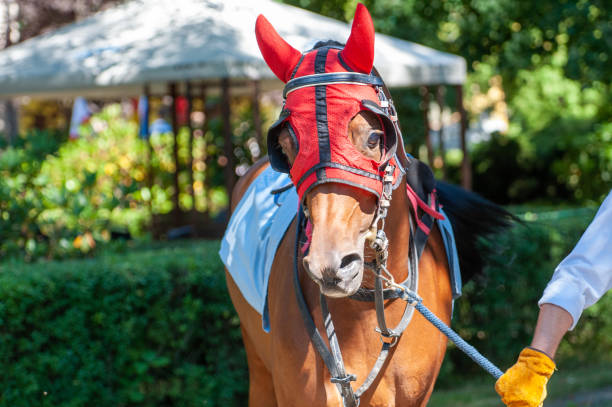 horse portrait