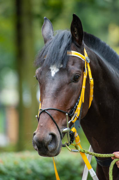 istock horse portrait 1350805943