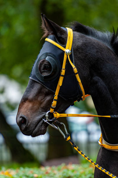 istock horse portrait 1350806686